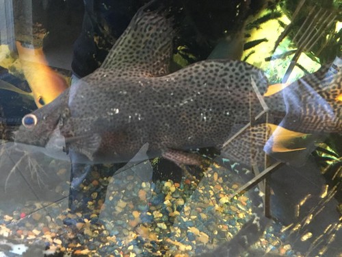 Large inch synodontis - 8,