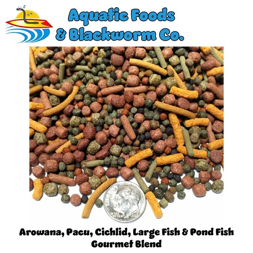 Arowana pacu cichlid large - pacu,,