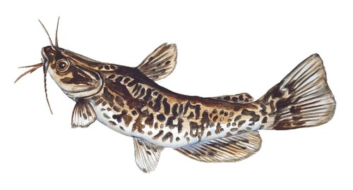 Brown bullhead catfish - brown, decal