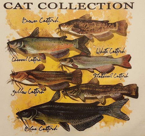 Cat collection brown - collection, white