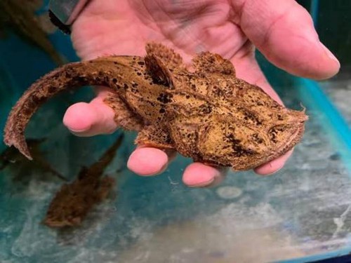 Chaca bankanensis catfish 4 - chaca,