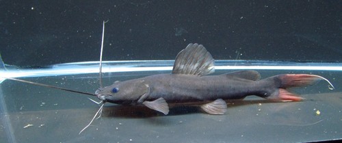 Asian red tail catfish 5 - asian,