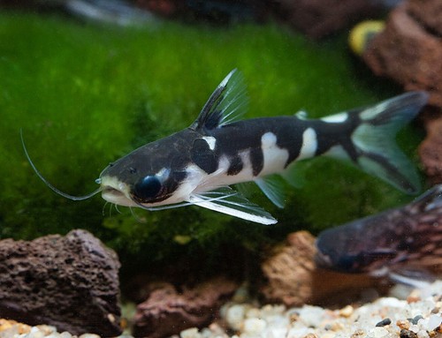 Tatia ninja catfish 5 - ninja,