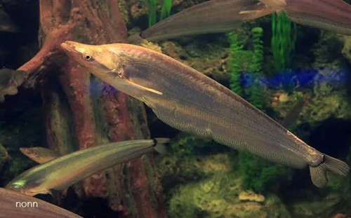 Apogon catfish inch - apogon, live